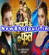 Gulari Ke Phool